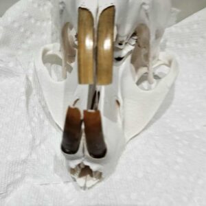 NORTH AMERICAN AUTHENTIC BEAVER SKULL