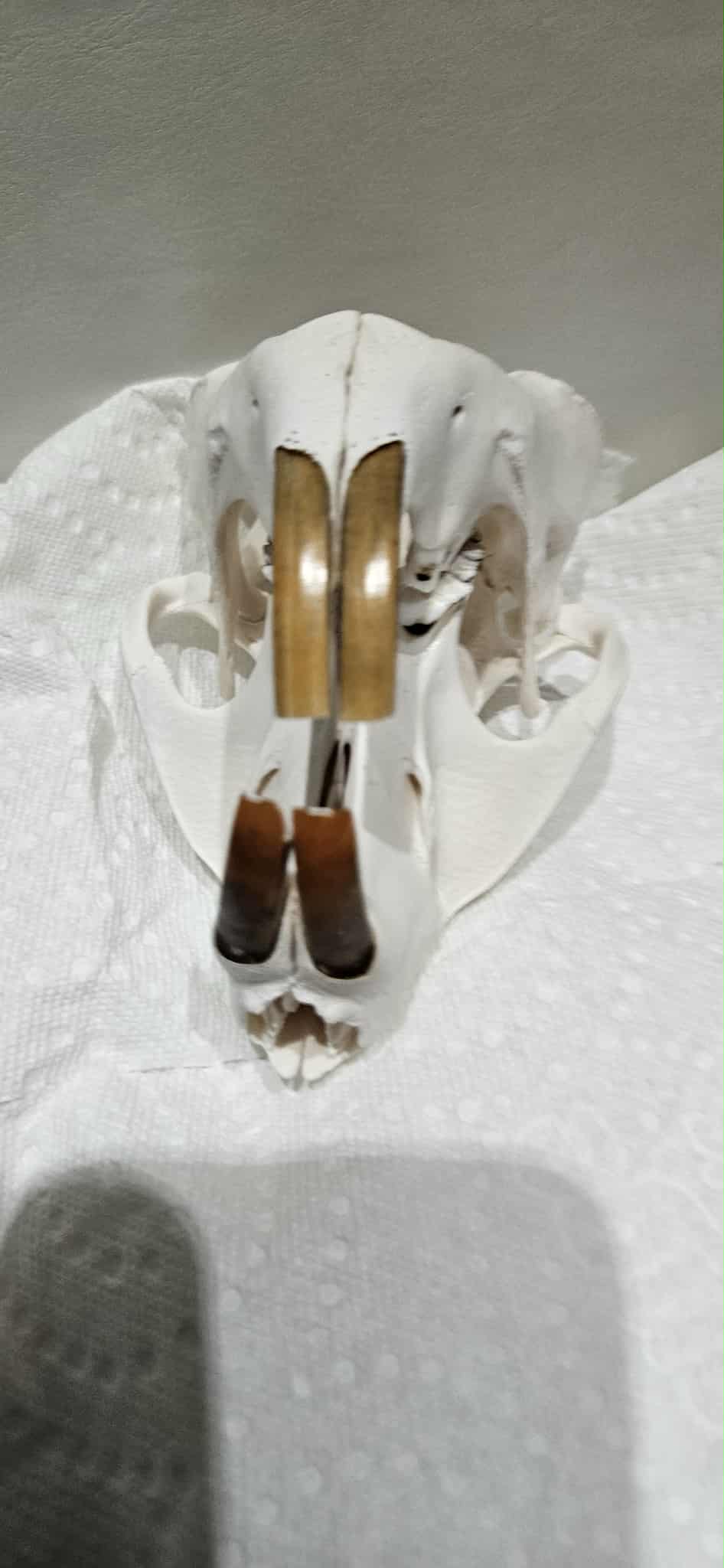 NORTH AMERICAN AUTHENTIC BEAVER SKULL